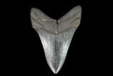 Fossil Megalodon Tooth - South Carolina #127744-2
